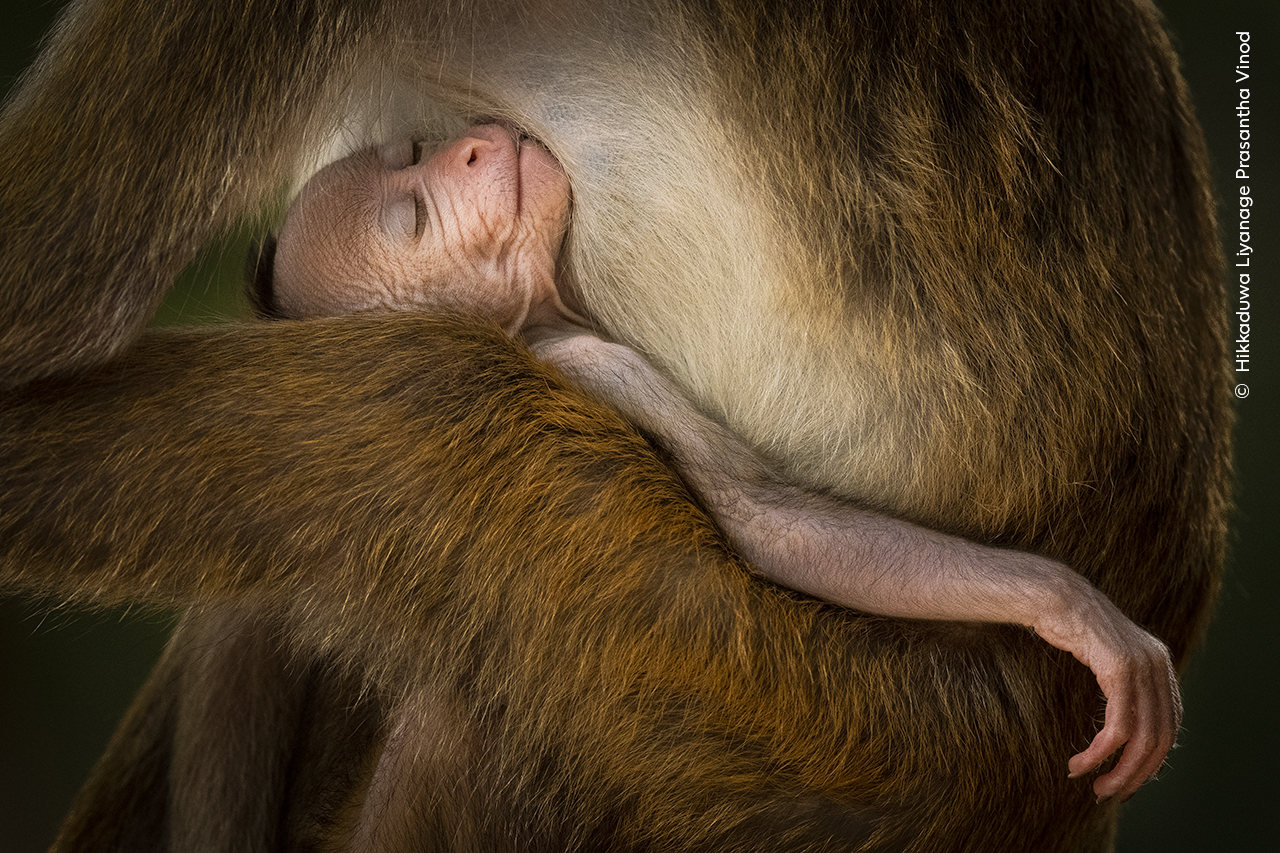 写真集 Wildlife Photographer of the Year 6冊 写真集 Wildlife Photographer of the Year 6冊 Wildlife